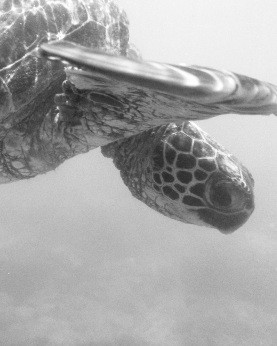 International Turtle Day: Protecting Our Ocean's Ancient Mariners